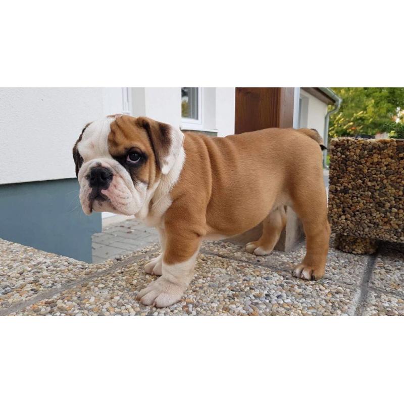 English Bulldog puppy for adoption