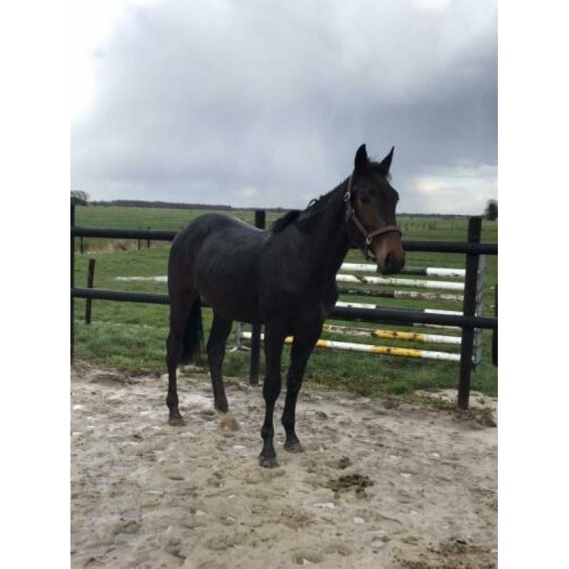 2-jarige dressuurhengst en een 3-jarige springgefokte E-pony