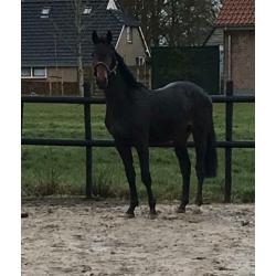 2-jarige dressuurhengst en een 3-jarige springgefokte E-pony