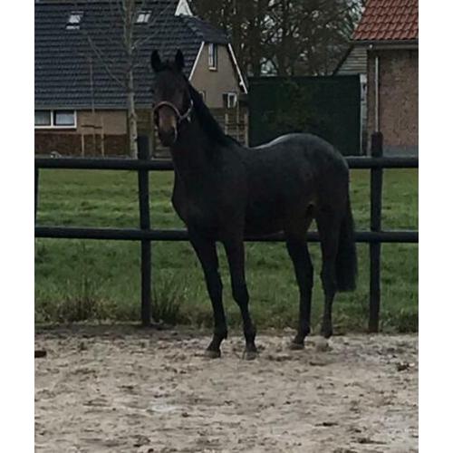 2-jarige dressuurhengst en een 3-jarige springgefokte E-pony