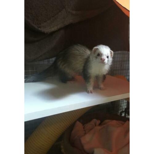 Lieve en leuke jonge fret