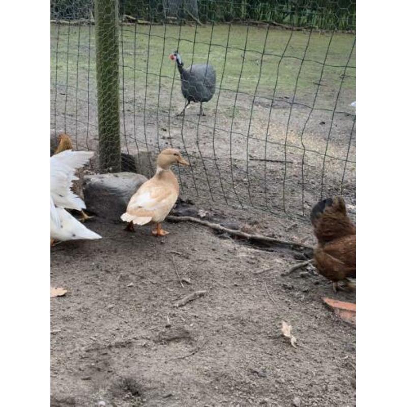 Koppel eenden