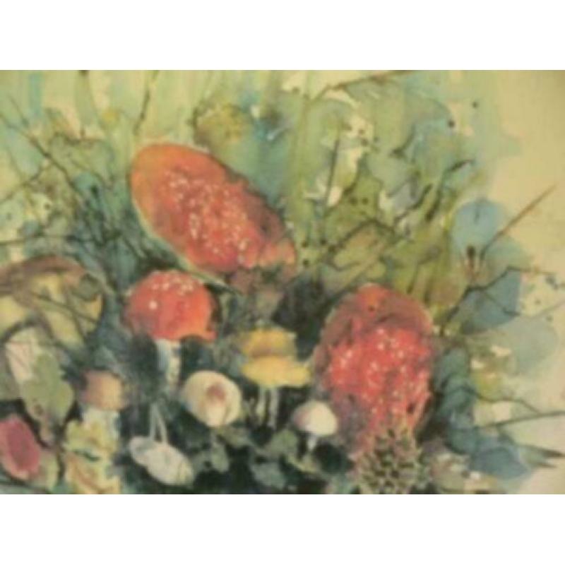 aquarel paddenstoelen alie kruse kolk