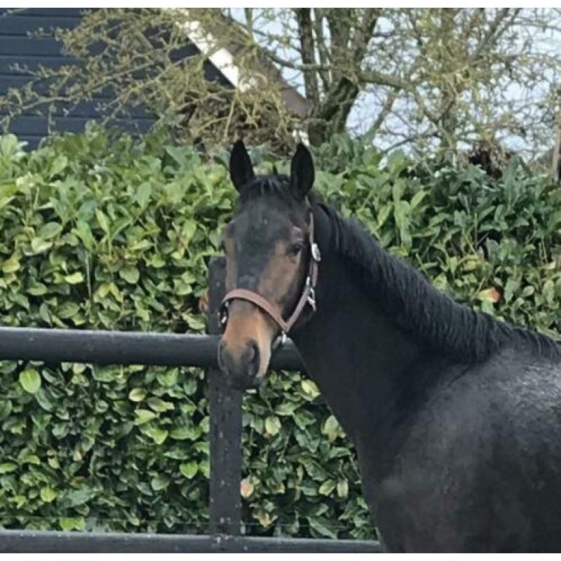 2-jarige dressuurhengst en een 3-jarige springgefokte E-pony