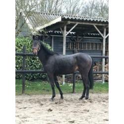 2-jarige dressuurhengst en een 3-jarige springgefokte E-pony