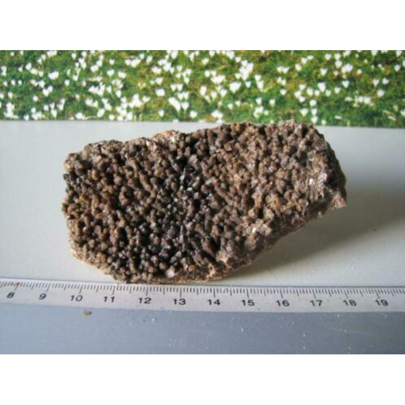Stuk Borstel Calciet.208