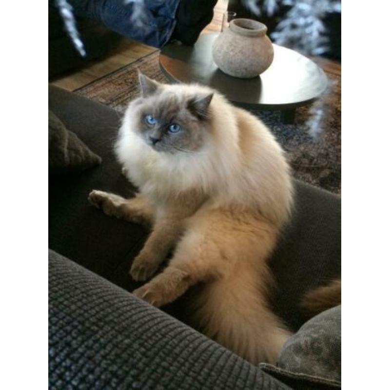 Ragdoll dek kater (getest)