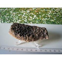 Stuk Borstel Calciet.208