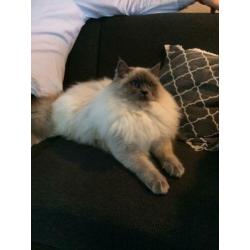 Ragdoll dek kater (getest)