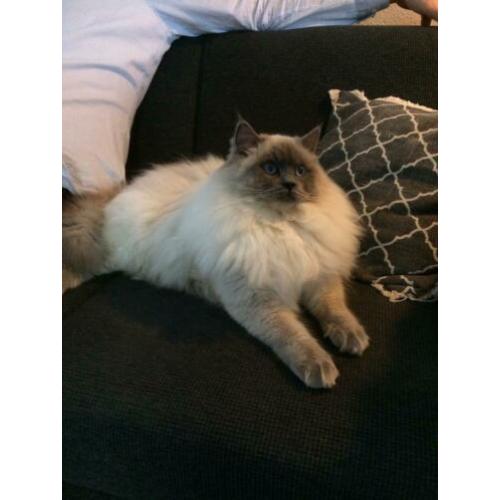 Ragdoll dek kater (getest)