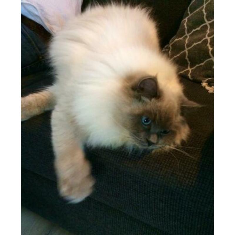 Ragdoll dek kater (getest)