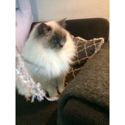 Ragdoll dek kater (getest)