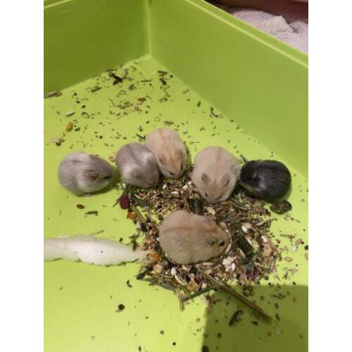 Jonge campbelli dwerghamsters