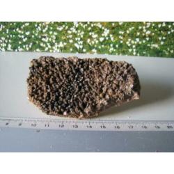 Stuk Borstel Calciet.208