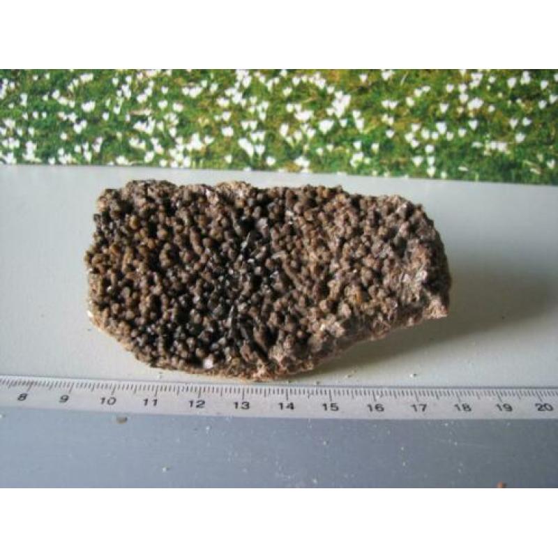 Stuk Borstel Calciet.208