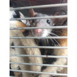 Baby ratjes tamme ratten