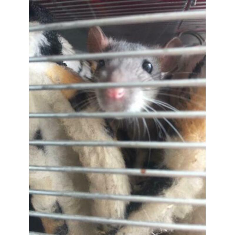 Baby ratjes tamme ratten
