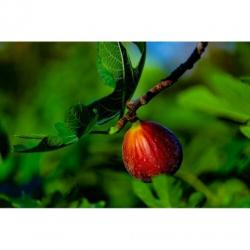 Ficus Carica 'brown Turkey' - Vijgenboom 250-260cm art42292