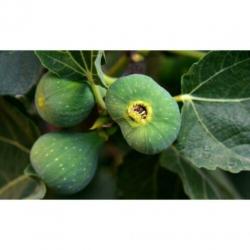 Ficus Carica 'brown Turkey' - Vijgenboom 250-260cm art42292