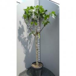 Ficus Carica 'brown Turkey' - Vijgenboom 250-260cm art42292