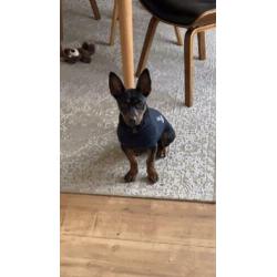Animal in Need : Pip (in opvanggezin in ????)