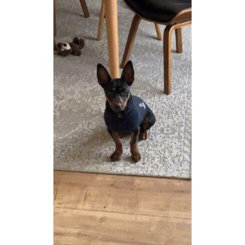 Animal in Need : Pip (in opvanggezin in ????)