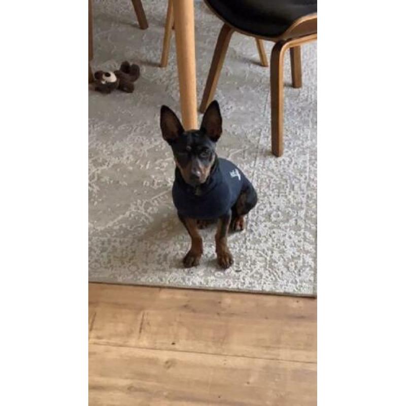 Animal in Need : Pip (in opvanggezin in ????)