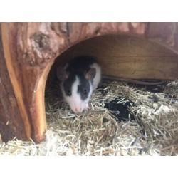 Baby ratjes tamme ratten