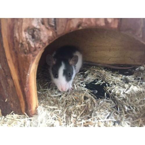 Baby ratjes tamme ratten