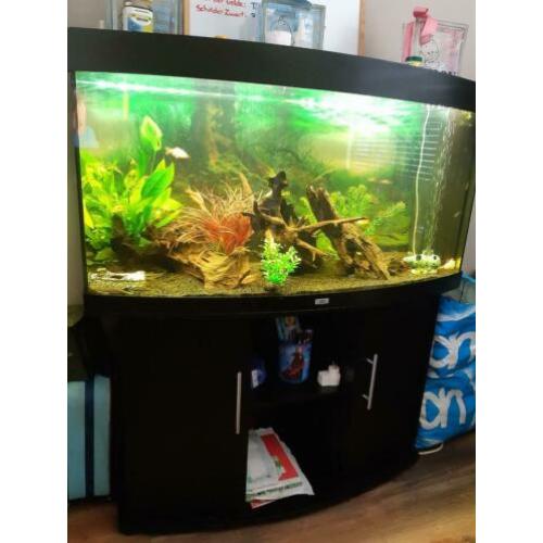 Juwel vision 260 liter aquarium