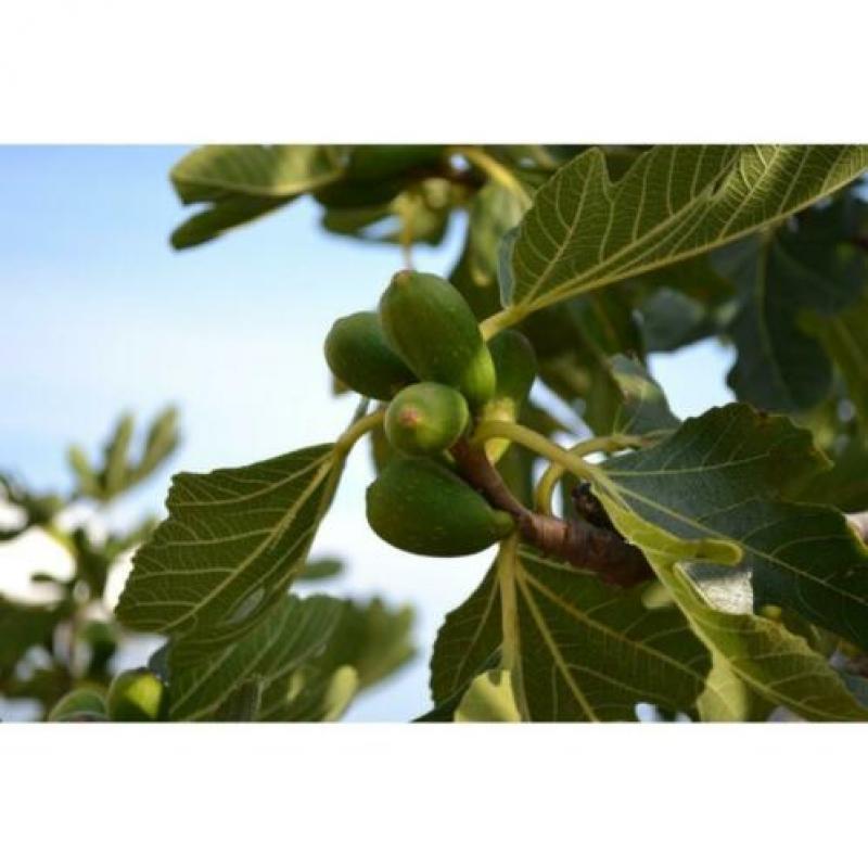 Ficus Carica 'brown Turkey' - Vijgenboom 250-260cm art42292