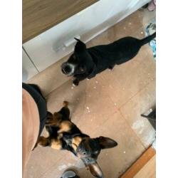 Animal in Need : Pip (in opvanggezin in ????)