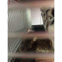 Baby ratjes tamme ratten