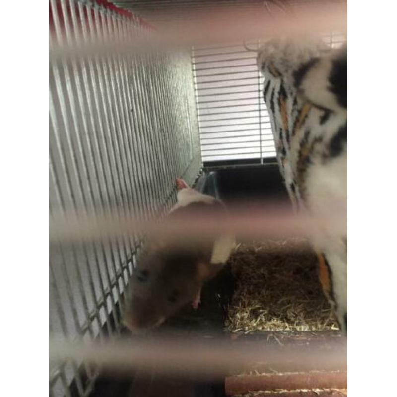 Baby ratjes tamme ratten
