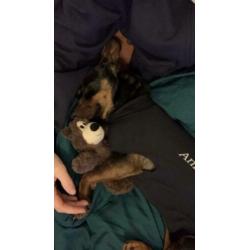 Animal in Need : Pip (in opvanggezin in ????)