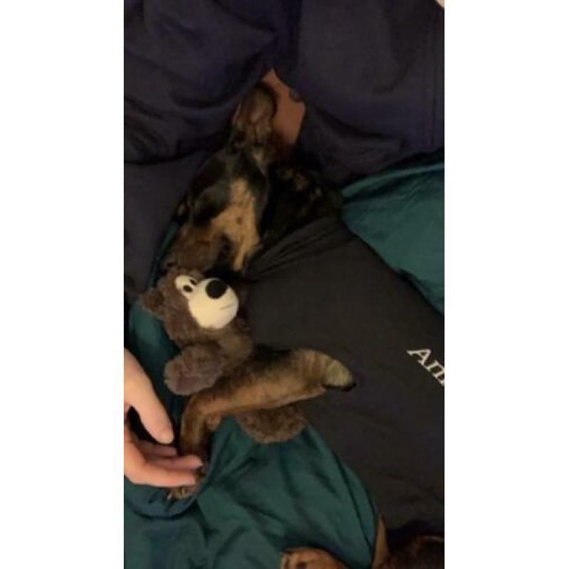 Animal in Need : Pip (in opvanggezin in ????)