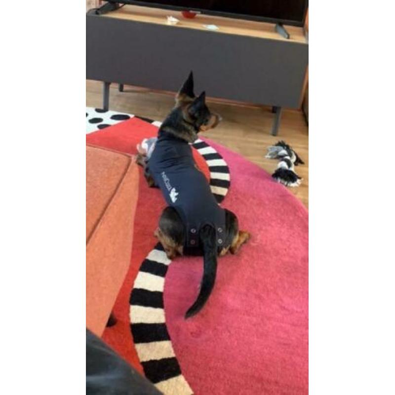 Animal in Need : Pip (in opvanggezin in ????)