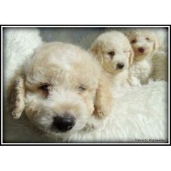 Labradoodle F3 pups 40-50cm Medium.