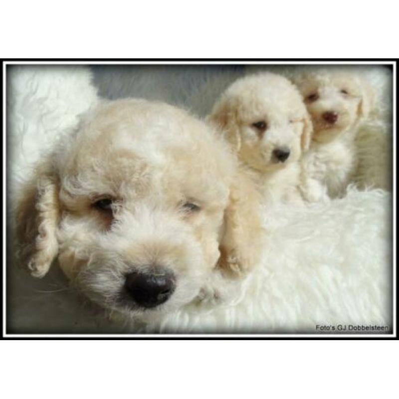 Labradoodle F3 pups 40-50cm Medium.