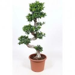 Ficus Microcarpa 'ginseng' - Bonsai 320-330cm art37542