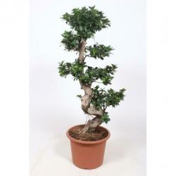 Ficus Microcarpa 'ginseng' - Bonsai 320-330cm art37542
