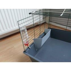 cavia kooi
