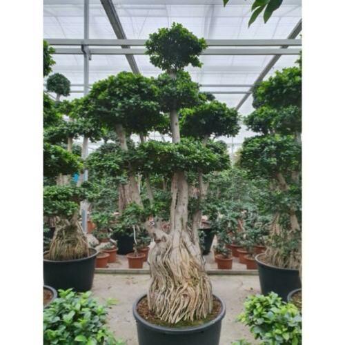 Ficus Microcarpa 'ginseng' - Bonsai 320-330cm art37542