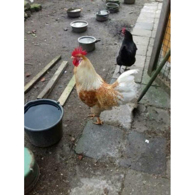 20x broedeieren grote scharrel sier/leg kippen mix