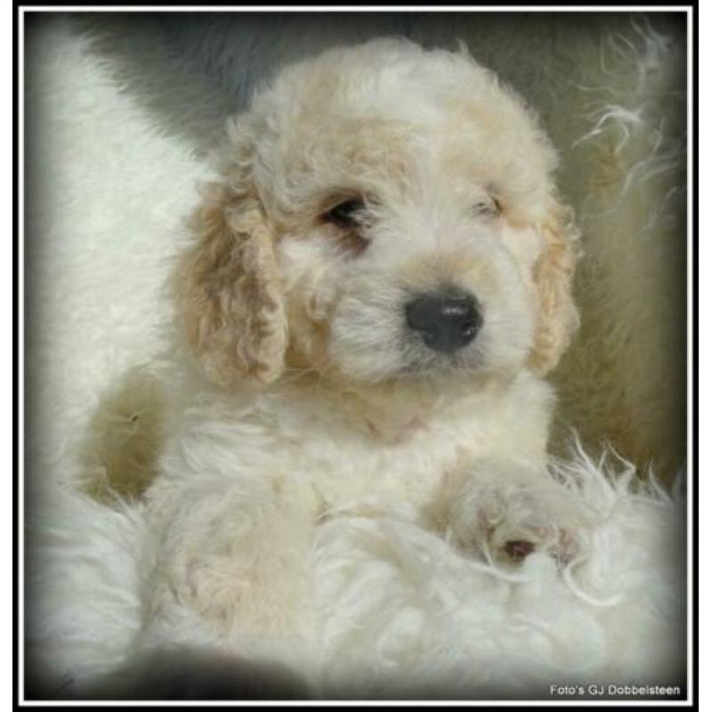 Labradoodle F3 pups 40-50cm Medium.