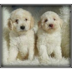 Labradoodle F3 pups 40-50cm Medium.