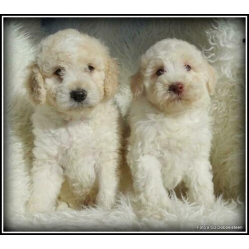 Labradoodle F3 pups 40-50cm Medium.