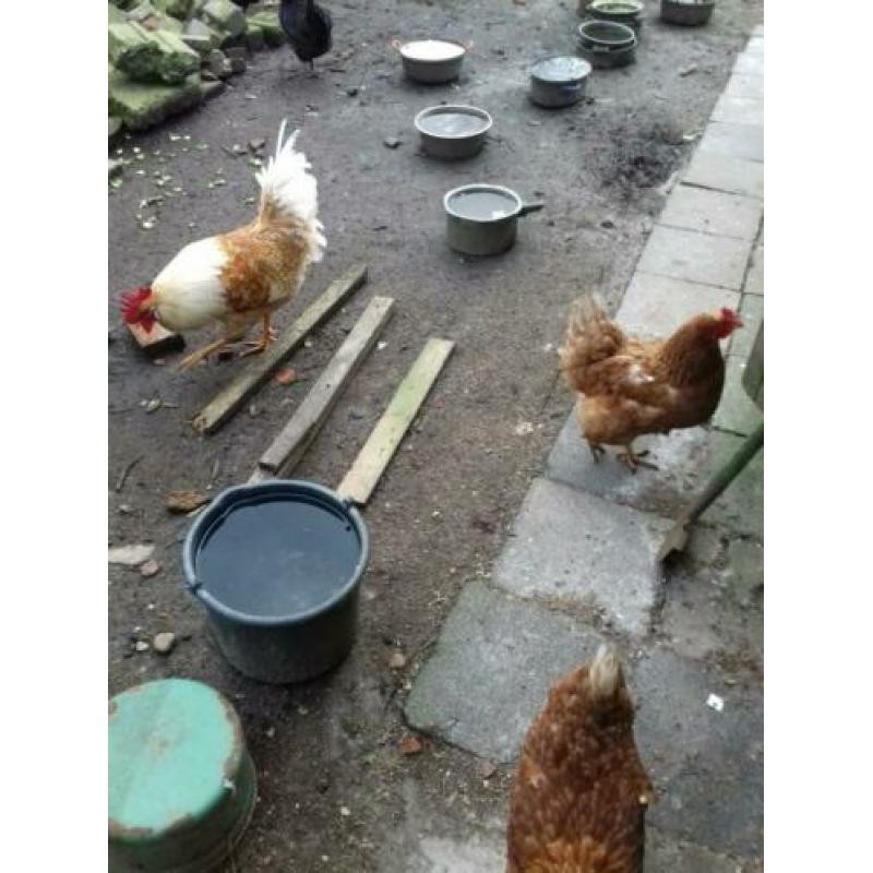 20x broedeieren grote scharrel sier/leg kippen mix