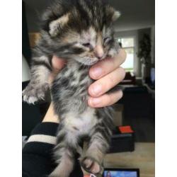 Boskat X kittens (OPTIE)