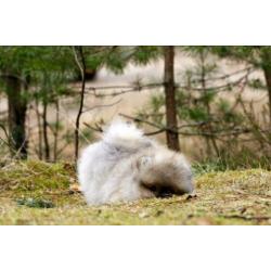 Pomeriaan | Pomeranian | Bear | FCI | Reu | Beer | Cream